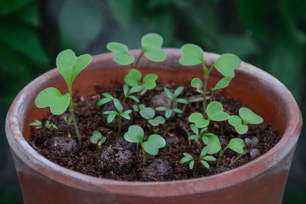 Make Your Own Kit – 50 Wildflower Seed Balls