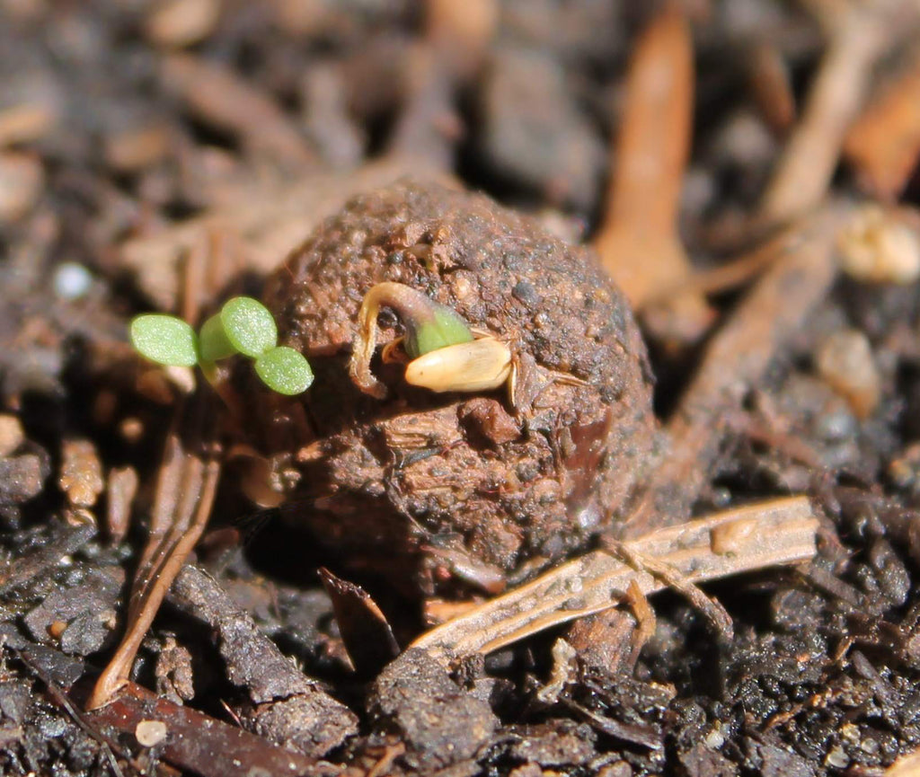 Make Your Own Kit – 50 Wildflower Seed Balls