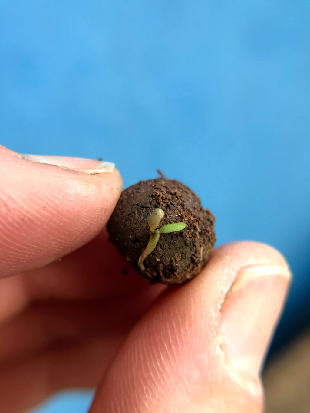 Make Your Own Kit – 50 Wildflower Seed Balls
