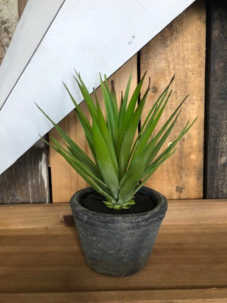 Green Spikey plant in Cement Pot