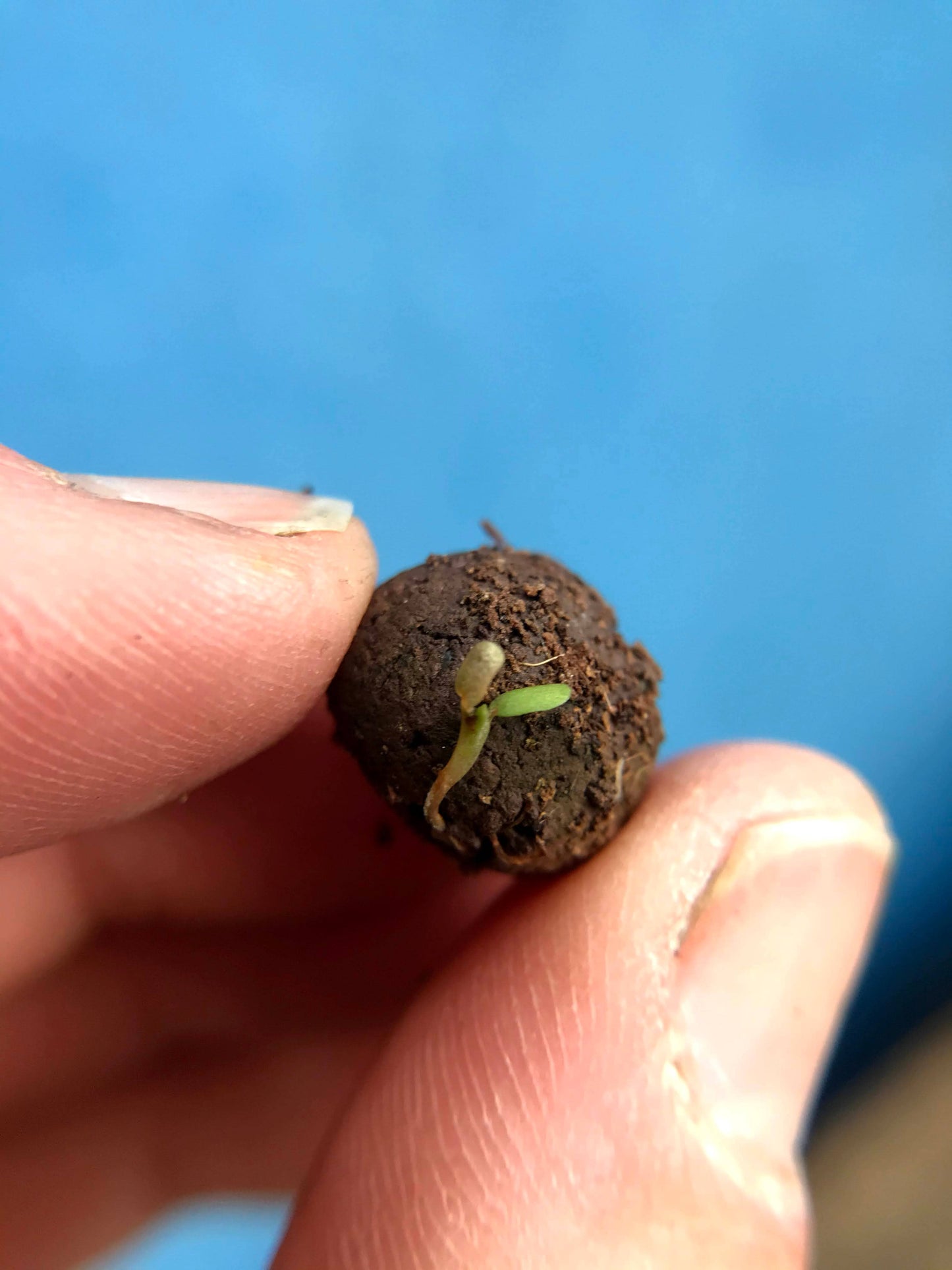 Seedball Boxes