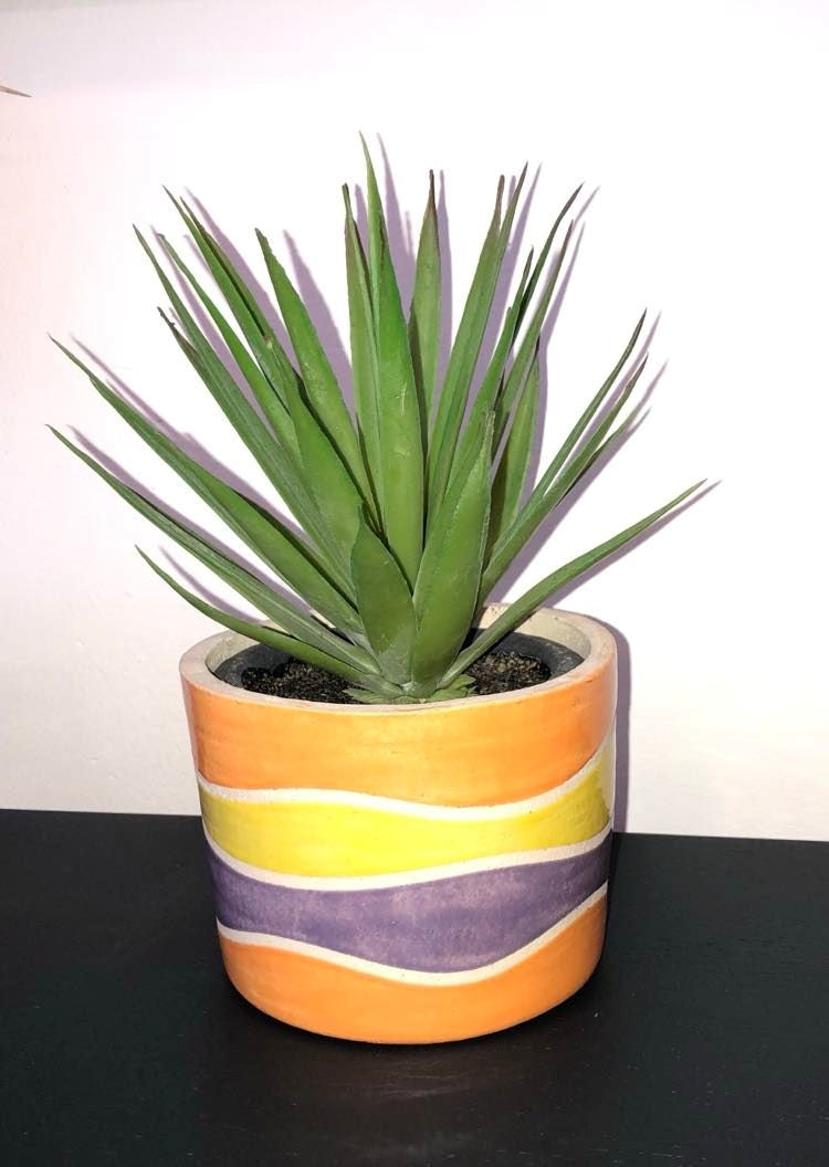 Green Spikey plant in Cement Pot