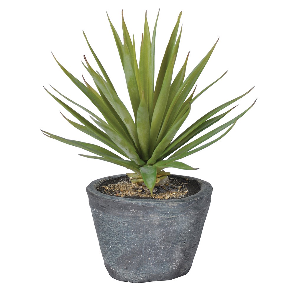 Green Spikey plant in Cement Pot